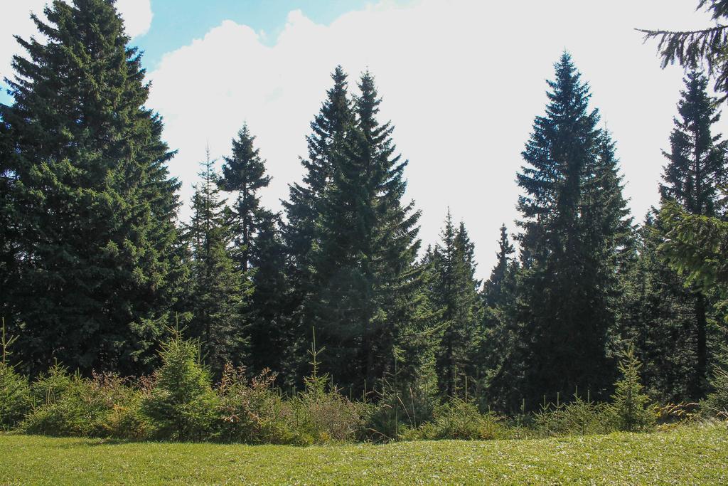 Apartments Rogla Зрече Екстер'єр фото
